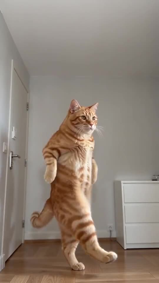 Still from the sample: an orange tabby on hind legs in a bare grey room, front paws held wide